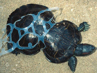 garbage-island-turtle
