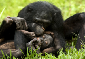 bonobo-affetto-famiglia-societa-lasantafuriosa