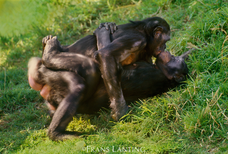 bonobo-sesso-africa-animali-societa-lasantafuriosa