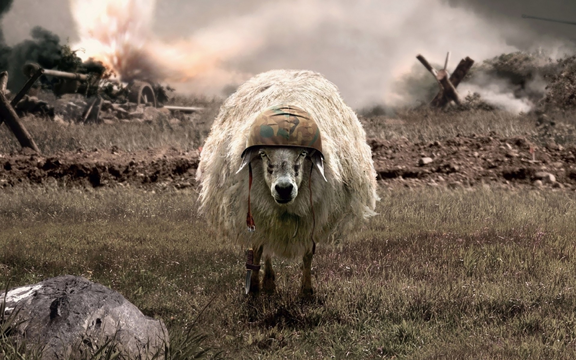 pecore-in-guerra