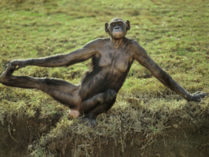 femmina-bonobo-stretching-africa-societa-animali-lasantafuriosa