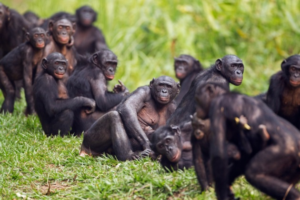 bonobo-animali-scimmie-uomo-societa-africa-ph-fiona-rogers-lasantafuriosa