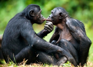 bonobo-empatia-famiglia-lasantafuriosa