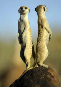 suricati-animali-immagine-focus-it-lasantafuriosa