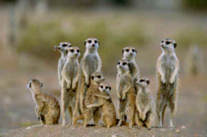 suricati-famiglia-lasantafuriosa