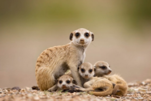 suricati-piccoli-lasantafuriosa